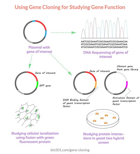 Gene cloning applications | Genetic counseling, Bacterial transformation, Molecular biology