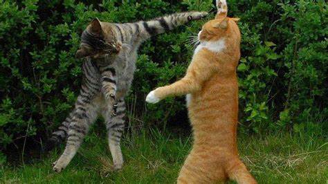 Funny cats getting scared and jumping