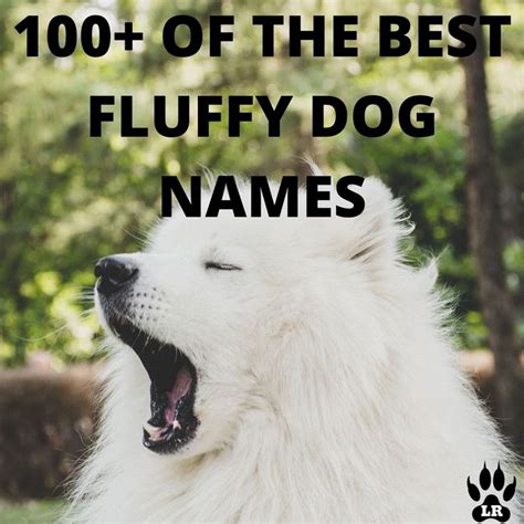 106 Best Fluffy Dog Names | Labrottie.com | Dog names, Fluffy dogs ...