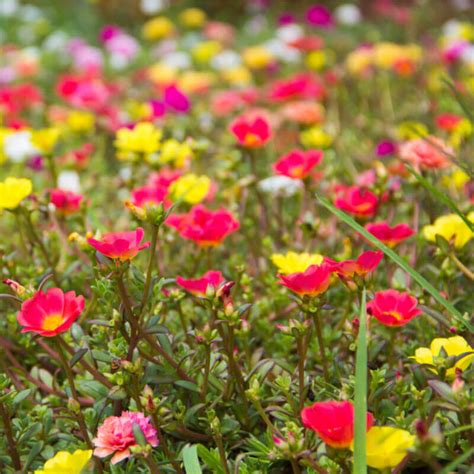 Seeds of Rose Moss - PORTULACA GRANDIFLORA - The Original Garden