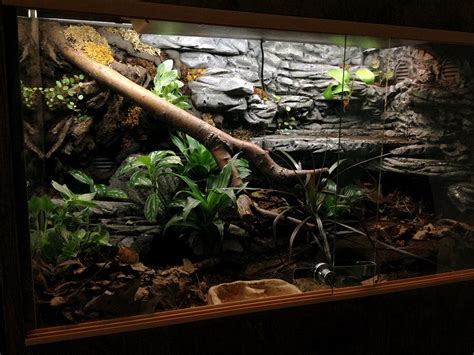 Pin by Sarah Best on Bioactive Vivariums | Snake terrarium, Snake enclosure, Snake tank