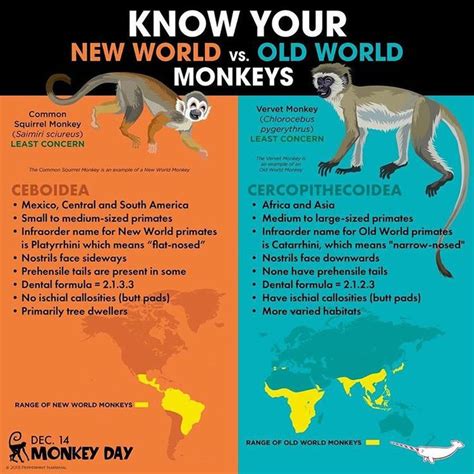 Know Your New World & Old World Monkeys | Fun facts about animals, Animal infographic, Primates