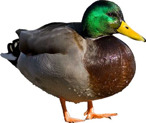 Mallard Duck | Facts + Diet + Habitat | - Science4Fun