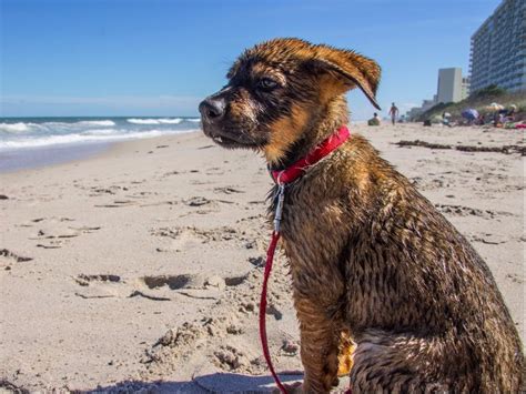 11 of the Best Pet-Friendly Beaches in Florida - TripsToDiscover.com