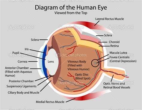 Eye Diagram - Cliparts.co