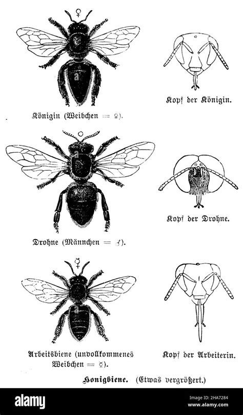 Drone Bee Vs Worker Bee