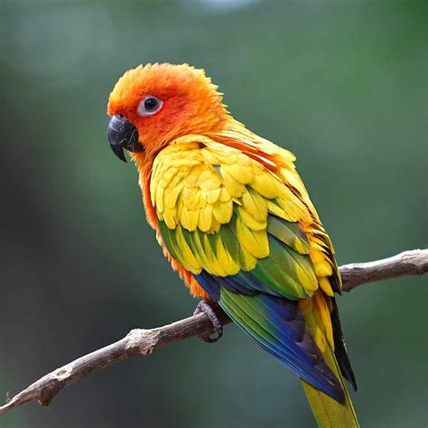 Sun Conure as a Pet - Pets-Society