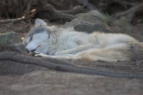 Sleeping Grey wolf pup. stock image. Image of gray, scare - 82941