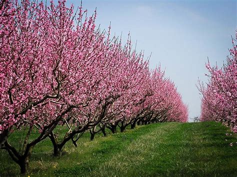 Elberta Peach Tree | The Tree Center™