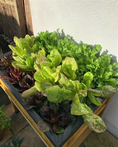 Growing Lettuce in Containers: A Beginner's Guide — Meadowlark Journal