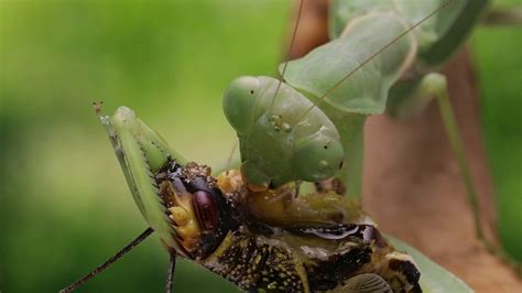 Praying Mantis Feeding - Realtime 1h20min - YouTube