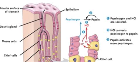 [Solved] If parietal cells stopped secreting HCL, the amount of pepsinogen... | Course Hero