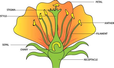 Male And Female Flower Parts Diagram : Https Www Arboretum Org Wp Content Uploads 2020 04 Flower ...