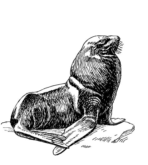 Seal Illustration Clipart Free Stock Photo - Public Domain Pictures