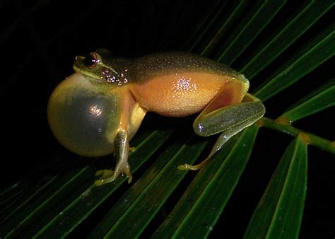 Graceful Tree Frogs – Kuranda Region