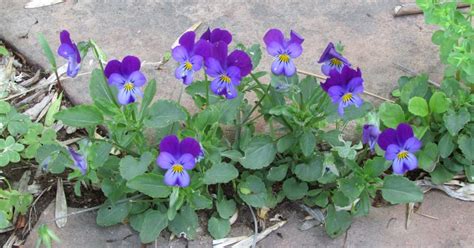 Heartsease Viola - Organic Medicinal Live Plants for Sale - Crimson Sage Nursery