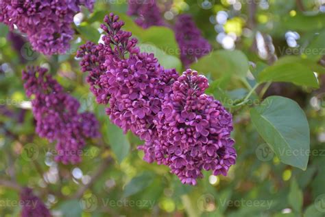 Getting Up Close with Purple Flowering Lilac Bush 9596149 Stock Photo at Vecteezy