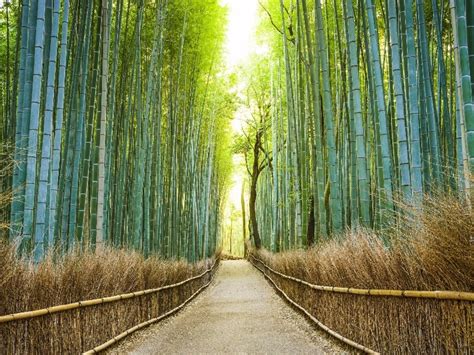 13 Best Things to Do in Japan in (2023 Vacation Guide) – Trips To Discover