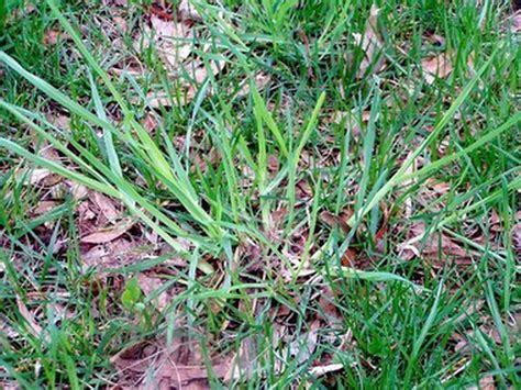 War of the weeds: How to protect your lawn - al.com