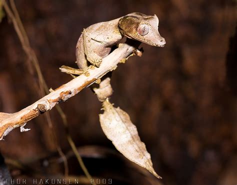 Satanic Leaf-tailed Gecko « Creepy Animals