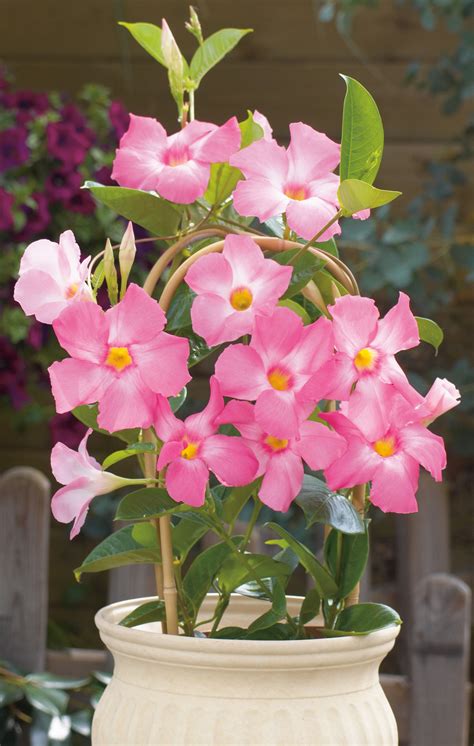 Sun Parasol® Mandevilla – Sunfire Nurseries