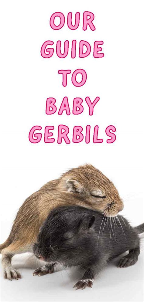 Baby Gerbils - A Guide To Baby Gerbil Care And Development