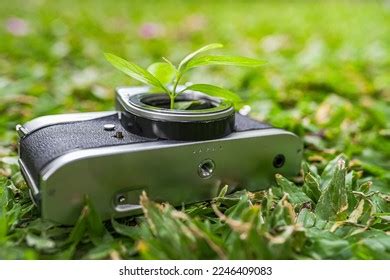 271 Anymore Plant Images, Stock Photos, 3D objects, & Vectors | Shutterstock