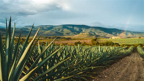 Meet Bacanora, The Middle Man Between Tequila And Mezcal