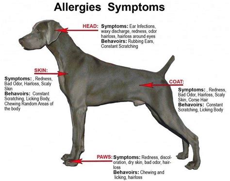 How Long Do Dog Allergy Symptoms Last