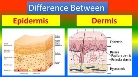 Difference between Epidermis and Dermis - YouTube