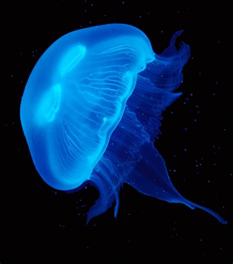 Related image | Blue jellyfish, Pet jellyfish, Jellyfish