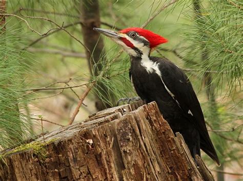 pileated-woodpecker-wildlife-habitat-ochocos - Ochoco Forest Restoration Collaborative