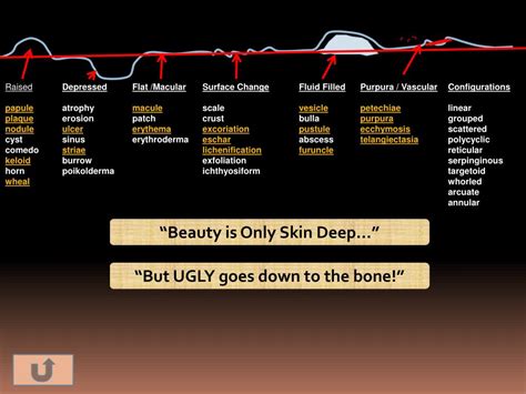 PPT - Selected Integumentary System Diseases & Conditions PowerPoint Presentation - ID:1846654