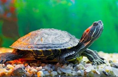 Tortuga de Agua. Alimentación - Veterinario Exóticos