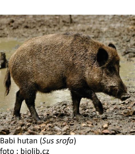 Babi hutan - Biodiversity