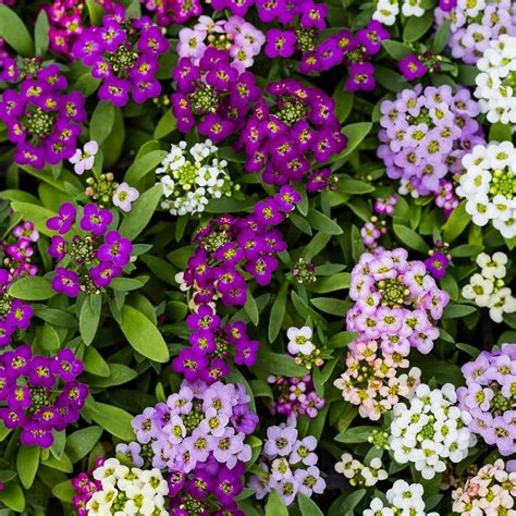 Alyssum Wonderland Series Flower Garden Seeds: Mulberry Mix - Approx ...