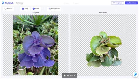 PicWish review: Magically remove background from images - iGeeksBlog