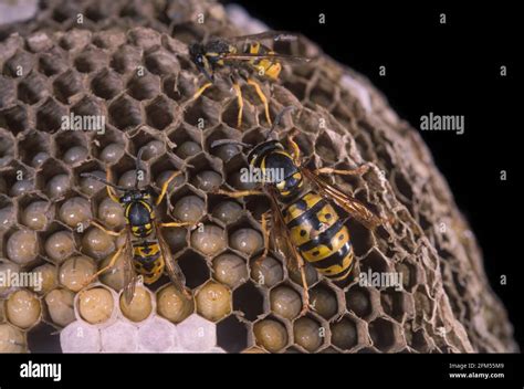 Vespula Germanica Nest High Resolution Stock Photography and Images - Alamy