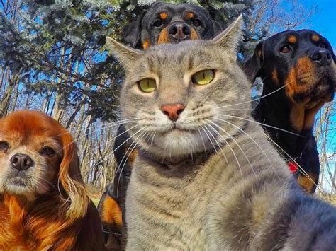 kem.Cat's Remarkable Selfie Moment with Oversized Canine Security Duo Resembles an Uncanny Real ...