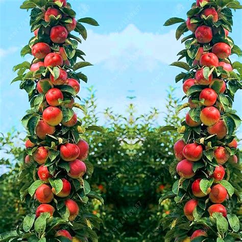 30 pcs Bonsai Apple Tree Seeds rare fruit bonsai tree indoor plant for ...