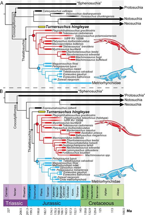 Species New to Science: [Paleontology • 2023] Turnersuchus hingleyae • A New early Diverging ...