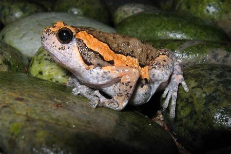 12 Interesting Amphibians