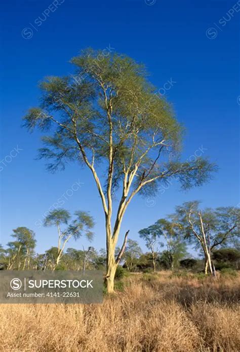 fever tree acacia xanthophloea kruger national park, south africa - SuperStock