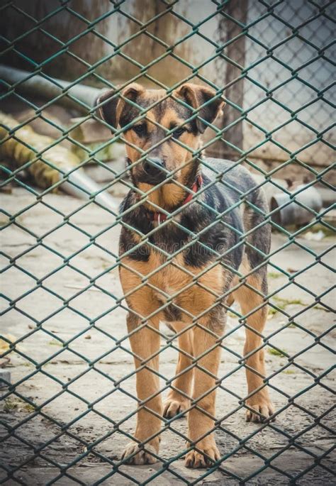 Cute Homeless Puppy. the Shelter for Abandoned Animals Stock Photo ...