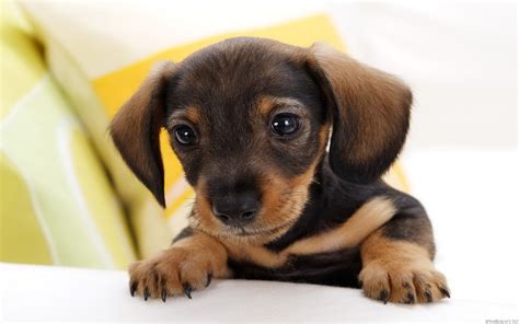 Free Puppy Wallpaper and Screensavers - WallpaperSafari