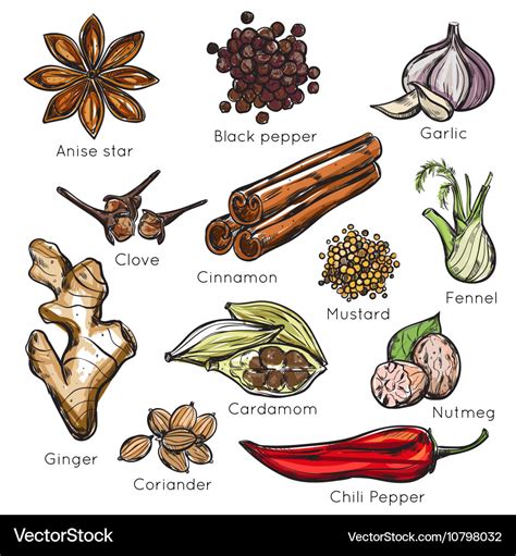 Indian spices herbs icon set Royalty Free Vector Image