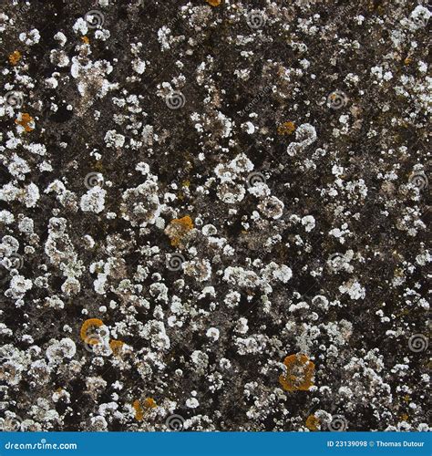 Lichen background stock photo. Image of nature, weathered - 23139098