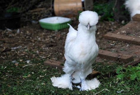 the sultan chicken, they are freaking awesome looking! i must have some when i have chickens ...