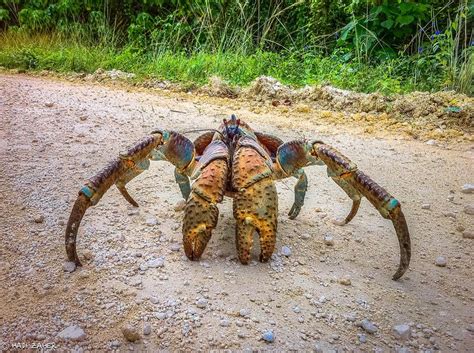 Coconut crab - Alchetron, The Free Social Encyclopedia