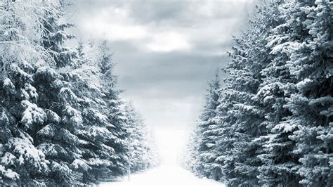 Winter Trees Wallpaper (55+ images)